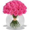 Roses - Plantas - 