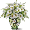 cvijeće - Piante - 