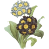 cvijeće - Pflanzen - 