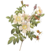 cvijeće - Pflanzen - 