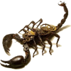 scorpion - Objectos - 