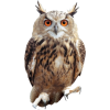 owl - Animais - 
