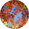 fall tree - 插图 - 