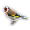 Bird - Tiere - 