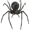 spider - Animales - 