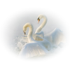 Swan - Animals - 
