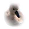 Swan - Animals - 