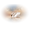 Swan - 動物 - 