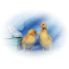 Duck - Animals - 