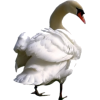 Swan - Животные - 