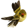 Bird - Animais - 