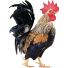 Rooster - Animales - 