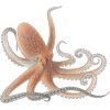 Octopus - Tiere - 