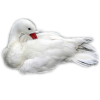 Swan - Životinje - 
