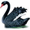 Swan - 動物 - 