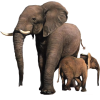 Elephant - Zwierzęta - 