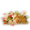 Rabbit - 動物 - 