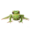 Frog - Животные - 