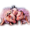 Pig - Animals - 