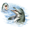Dolphin - Tiere - 