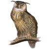 Owl - Tiere - 
