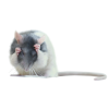 Mice - Animales - 