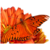 Butterfly - Animali - 