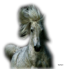 Horse - 动物 - 