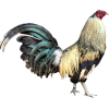 Rooster - 動物 - 
