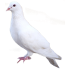 Bird - Animales - 