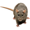 Mice - Animais - 