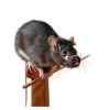 Mouse - 動物 - 