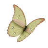 Butterfly - 动物 - 