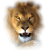 Lion - Animals - 
