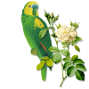 Parrot - Animales - 