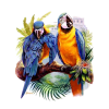 Parrot - 动物 - 