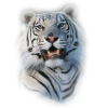 Tiger - Zwierzęta - 