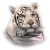 Tiger - 动物 - 