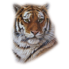 Tiger - Animais - 