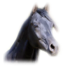 Horse - Animais - 