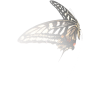 Buterfly - Animals - 