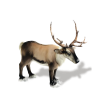 Reindeer - Animals - 