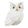 Owl - Animali - 