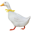 Duck - Zwierzęta - 