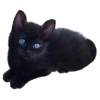 Cat Black - Zwierzęta - 