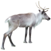 Deer - 动物 - 