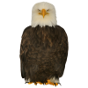 Eagle - Zwierzęta - 