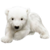 Polar Bear - Animali - 