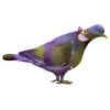 Pigeon - Animais - 