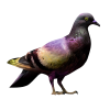 Pigeon - Animali - 